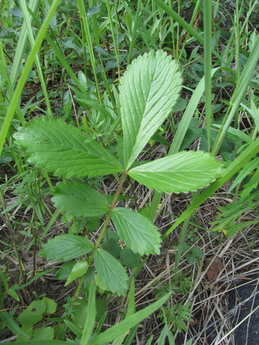 Sunny-place cinquefoil