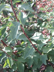 Spiraea hypericifolia