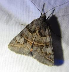 Drasteria ingeniculata