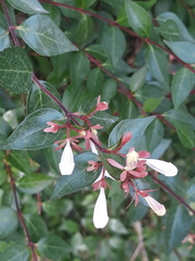 Abelia × grandiflora