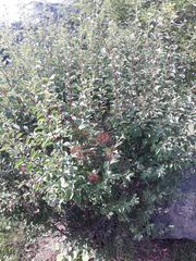 Spiraea hypericifolia
