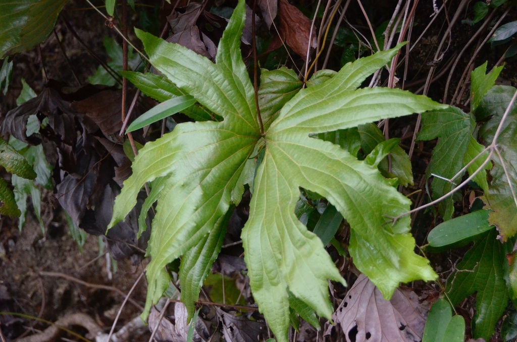 Dipteris shenzhenensis