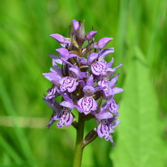 Dactylorhiza sibirica