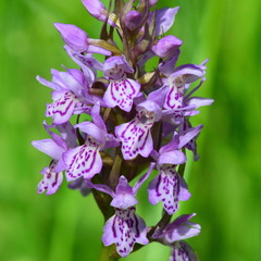 Dactylorhiza sibirica