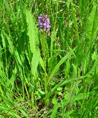 Dactylorhiza sibirica