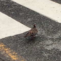 Streptopelia orientalis