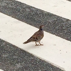 Streptopelia orientalis