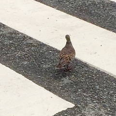 Streptopelia orientalis