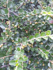 Cotoneaster pannosus