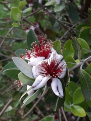 Feijoa sellowiana
