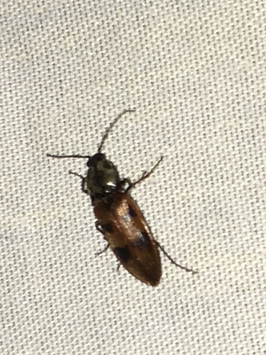 iNaturalist observation photo of Stropenron