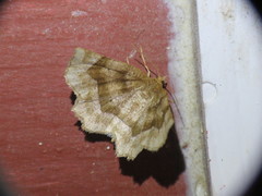 Metarranthis indeclinata