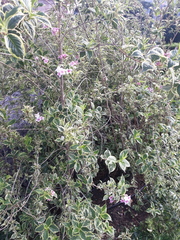 Weigela hortensis