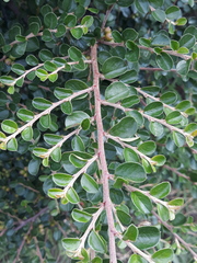 Cotoneaster pannosus