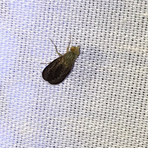 iNaturalist observation photo of Insects