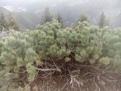 Pinus culminicola