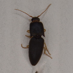 Heteroderes amplicollis