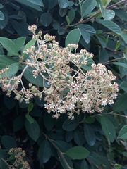 Cotoneaster coriaceus