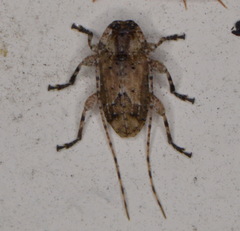 Leptostylus