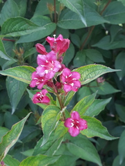 Weigela floribunda