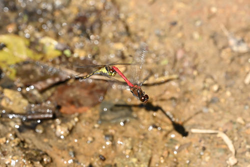 Four-tipped Darter