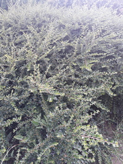 Cotoneaster pannosus