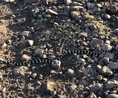 Diadophis punctatus similis