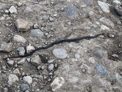 Diadophis punctatus similis
