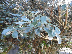 Feijoa sellowiana