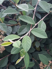 Cotoneaster coriaceus