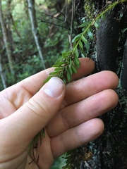Tmesipteris sigmatifolia