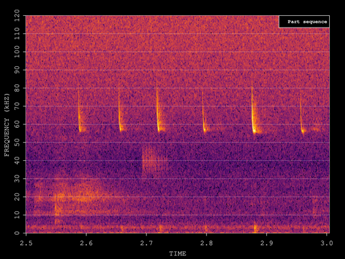 Soprano Pipistrelle