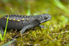 Mountain Spiny Crocodile Newt photo 2