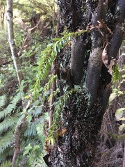 Tmesipteris sigmatifolia