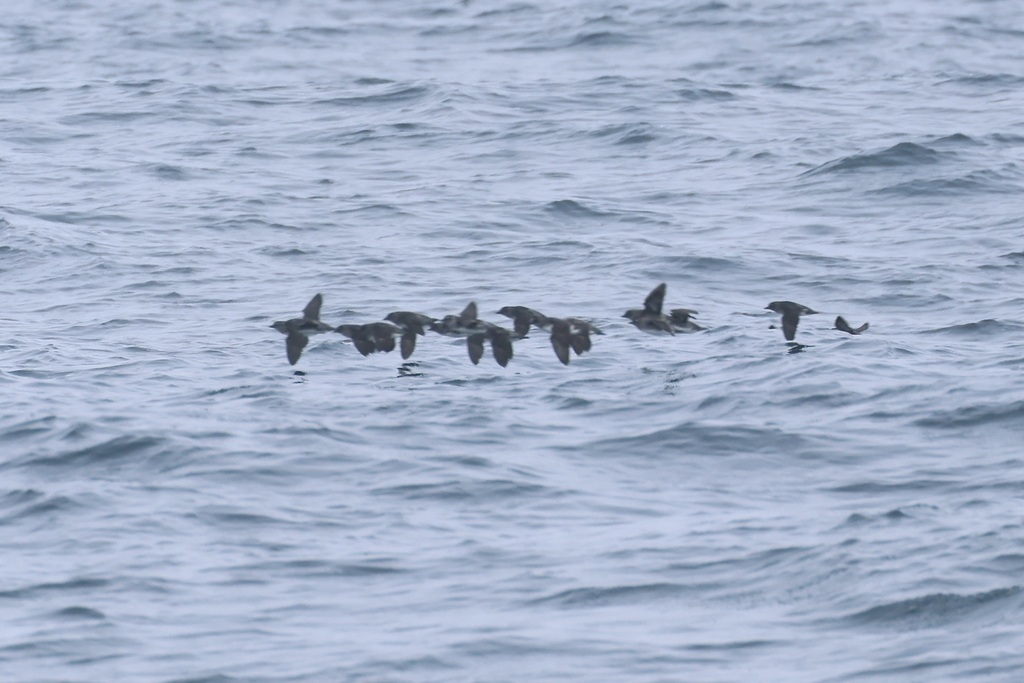 Cassin's Auklet