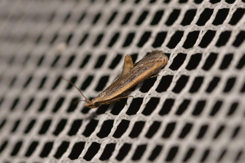 Mesophleps epiochra