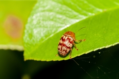 Cryptocephalus fulguratus