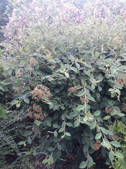 Cotoneaster coriaceus