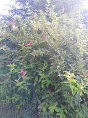 Weigela floribunda