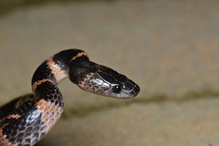 Panzhihua Wolf Snake photo 4