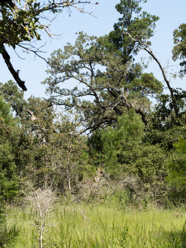 Image of Carrizo Gayfeather (Liatris carrizana) by (c) Turner Brockman, some rights reserved (CC BY-SA)