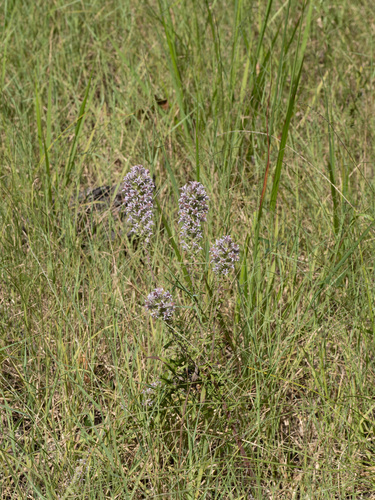 Image of Liatris carrizana by (c) Turner Brockman, some rights reserved (CC BY-SA)