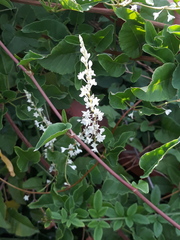 Anredera cordifolia