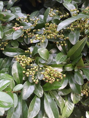 Pyracantha coccinea