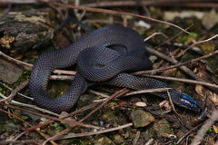 Panzhihua Odd-Scaled Snake photo 5