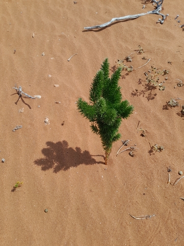 Image of Asparagus juniperoides by no rights reserved