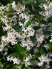 Trachelospermum jasminoides