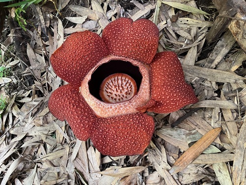 Rafflesia keithii (Rafflesia keithii)