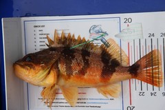 Helicolenus percoides