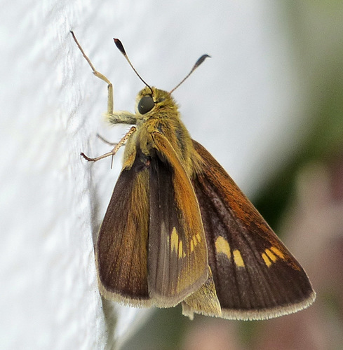 Tawny-edged Skipper